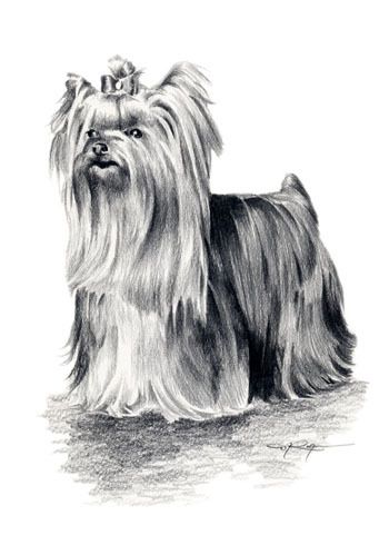 YORKSHIRE TERRIER Drawing ART ACEO Print Signed DJR  