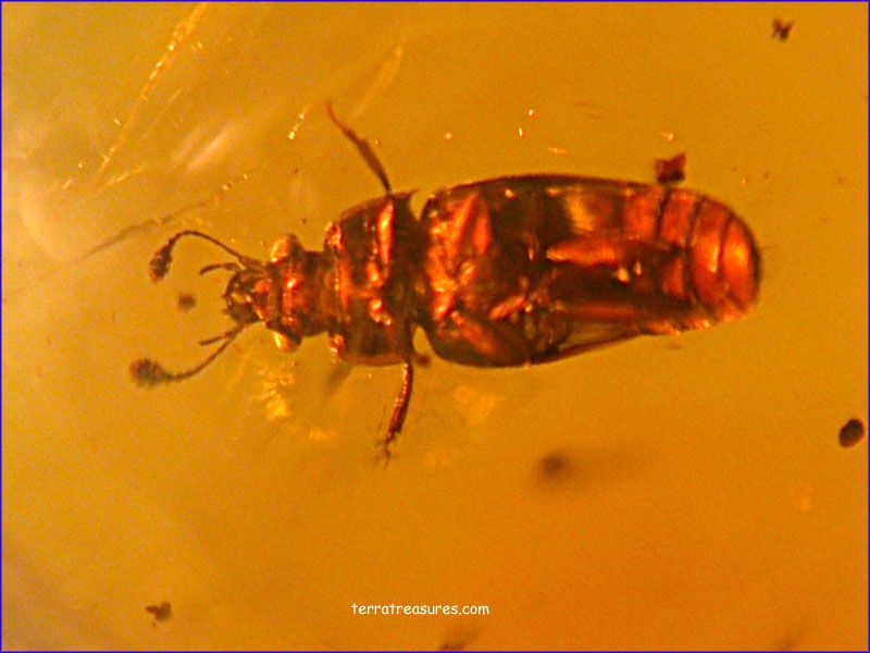 A101 DR9753 An Enormous Weevil in Dominican Amber  